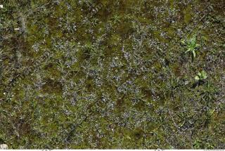 Photo Textures of Mossy 0002